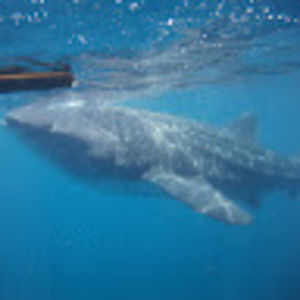 Meet your Posher, Sue